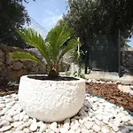 House Olive Tree